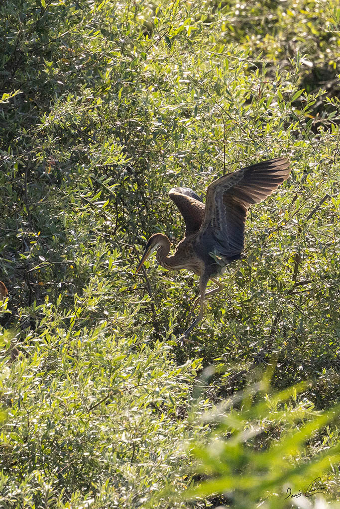 Héron pourpré se posant dans un saule